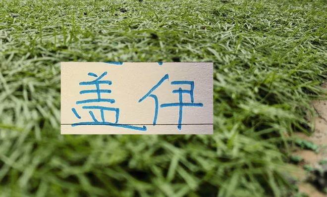 申花好消息!28岁塞内加尔外援盖伊康复良好 上半程7场比赛5个进球